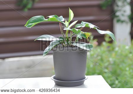 Philodendron Pedatum, Philodendron Plant In The Flower Pot