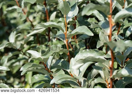 Elaeagnus Commutata Silver Leaves Closeup. Silverberry, Rabbitberry Background. Foliage Texture. Gar