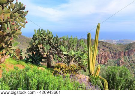 Caldera De Bandama. Plants On The Edge Of Volcanic Caldera In Gran Canaria, Spain.
