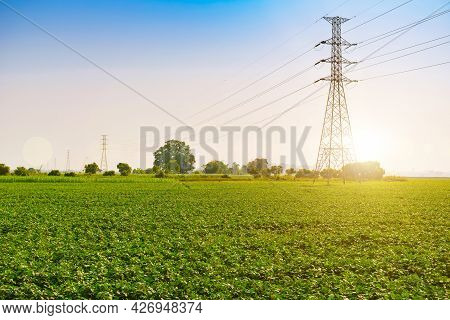 Soybean Fields With Fresh Green Leaves In The Spring With A Blue Background In Thailand. Pole High-v