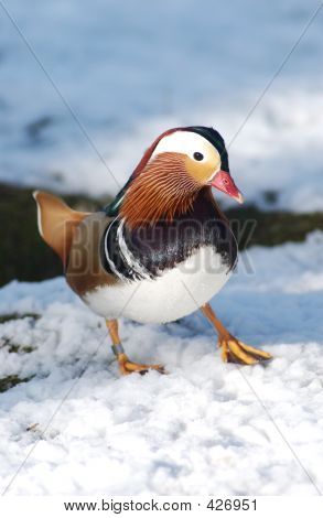 Mandarin ankka
