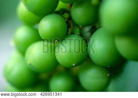 Green Unripe Grapes On A Branch In The Garden. Close-up