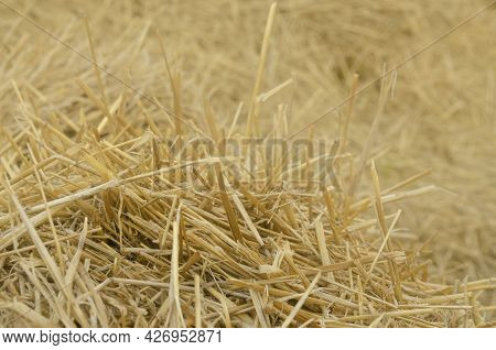 Hay Bale Background. Hay Texture For Agriculture, Animal Feed Hay Making, Harvest Concept.