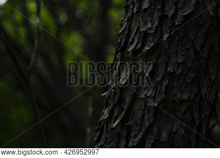 Black Old Bark Background Of The Old Bark Makes The Natural Beauty Of The Old Trees With Beautiful B