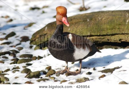 Red-Crested Punasotka 2