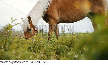A Flaxen Horse Grazing In The Beautiful Field Meadows. A Light Brown Horse With A Blonde Mane Eating