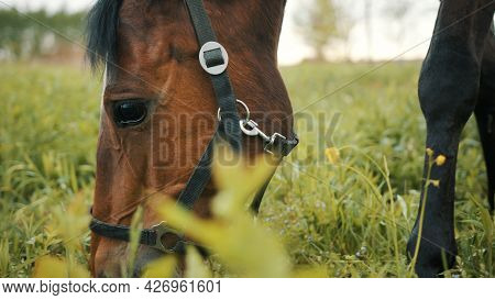 A Horse Grazing In The Beautiful Field Meadows. A Dark Bay Horse With A Black Mane Eating Grass On T