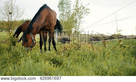 Horses Grazing In The Beautiful Field Meadows. A Dark Bay Horse Eating Grass On The Horse Farm. Tree