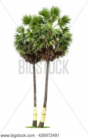 Sugar Palm Tree,  Sugar Palm Trees Or Toddy Palm Isolated On White Background.