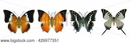 Collection Of Beautiful Butterflies, Common Tawny Rajah, Black Rajah, Five-bar Swordtail In Original