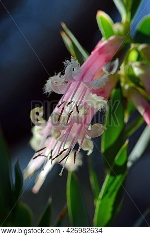 Australian Native Pink Five-corners Flowers, Styphelia Triflora, Family Ericaceae, Growing In Sydney