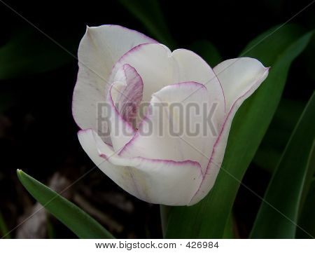 Két tónusú tulipán