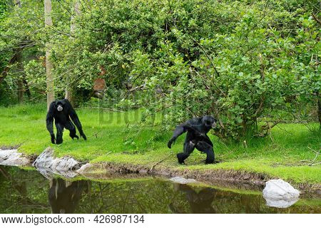 Siamang Gibbons Near The Water In The Park In Summer