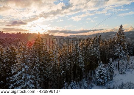 Aerial Winter Landscape With Spruse Trees Of Snow Covered Forest In Cold Mountains In The Evening.