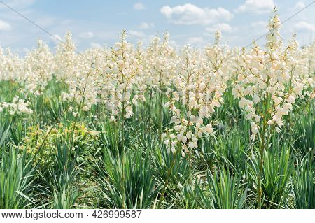 Growing Field Of Yuka Background. Decorative Flowering Bush. White Flowers In Summer Park