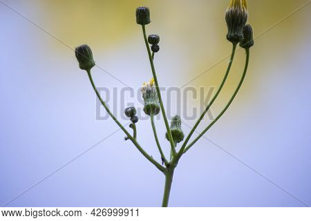 Blooming Green Plant On A Beautiful Background