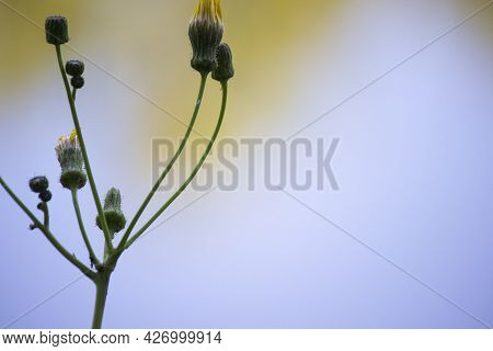 Blooming Green Plant On The Background Of Water Water