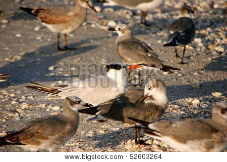 Shorebirds