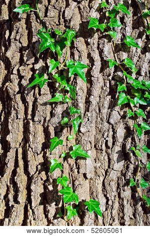 Ivy Ordinary Or Ivy Climbing (lat. Hedera Helix) To The Trunk Of The Tree. Background Of Vertical