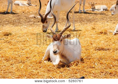 Addax