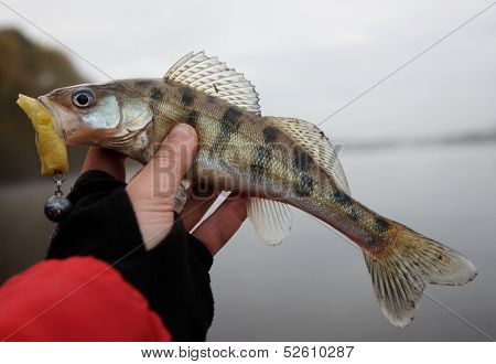 Volga zander in fisherman's hand close-up