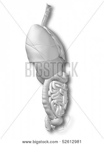 3D human or man internal abdominal or thorax organs for anatomy or health designs. An illustration isolated on white background