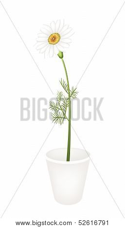 A Lovely Fresh Chamomile In Flower Pot