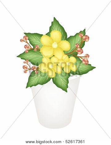 Yellow Simpor Flowers In A Flower Pot