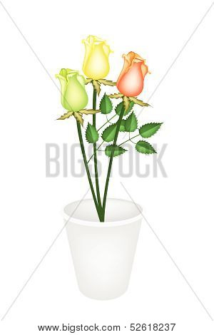 Three Beautiful Roses In A Flower Pot