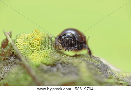 Geotrupes Stercorarius On Mashroom