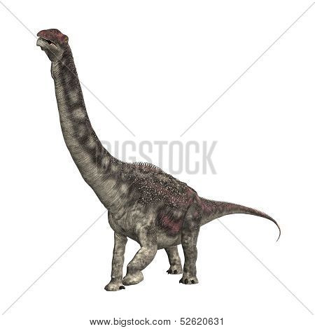 Dinosaur Diamantinasaurus