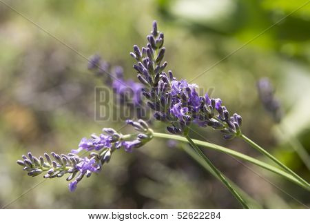 Lavender