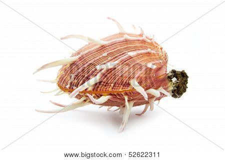 Shell