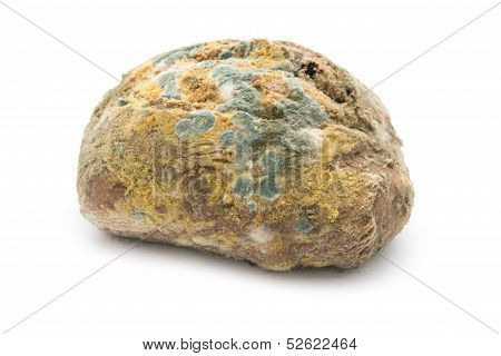 Moldy Bread