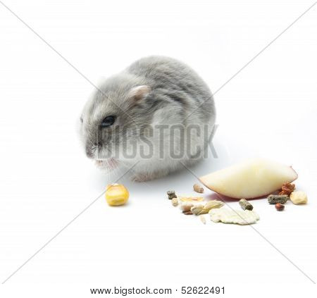 Hamster