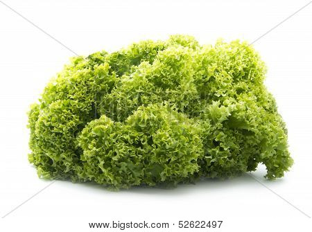 Lettuce