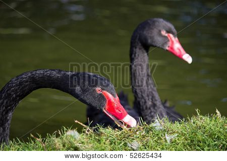 Close up of two black swans