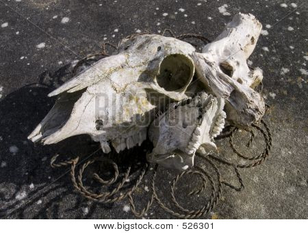 Calaveras