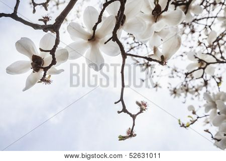 Close-up of white Magnolia tree blossoms.