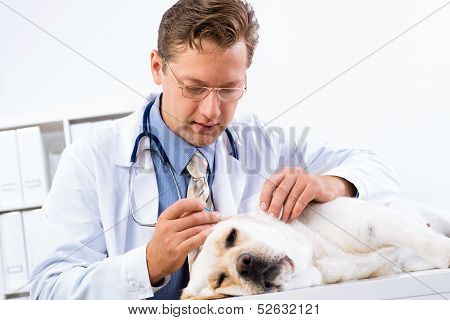 vet checks the health of a dog