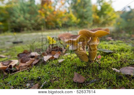 Shaggy Scalycap in forest