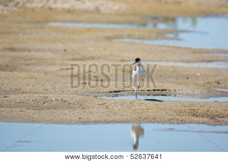 Wading bird Pied avocet walking in nature water