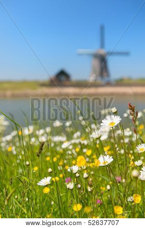 Windmill and wild flowers at Dutch wadden island Texel with focus on flowers