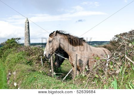 Pair Of Beautiful Irish Horses And Ancient Round Tower