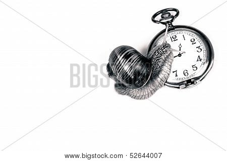 Snail And Time