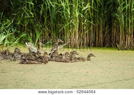 Lake With Ducks