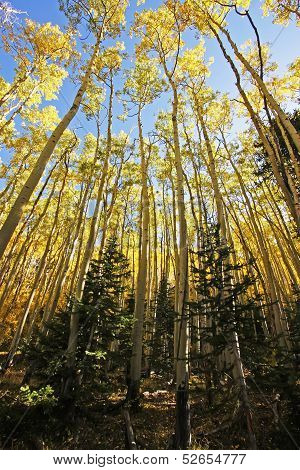 Aspen Trees With Fall Color, San Juan National Forest, Colorado