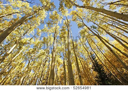 Aspen Trees With Fall Color, San Juan National Forest, Colorado
