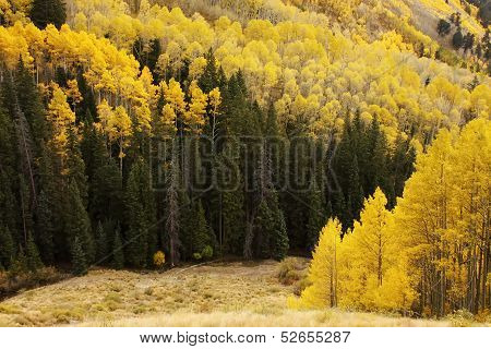 Aspen Trees With Fall Color, San Juan National Forest, Colorado