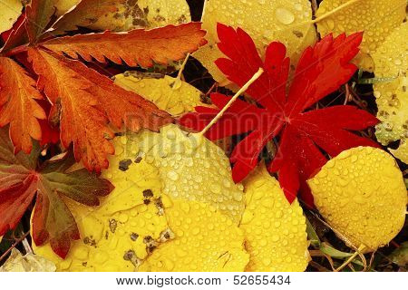 Close Up Of Colorful Leafs With Fall Color